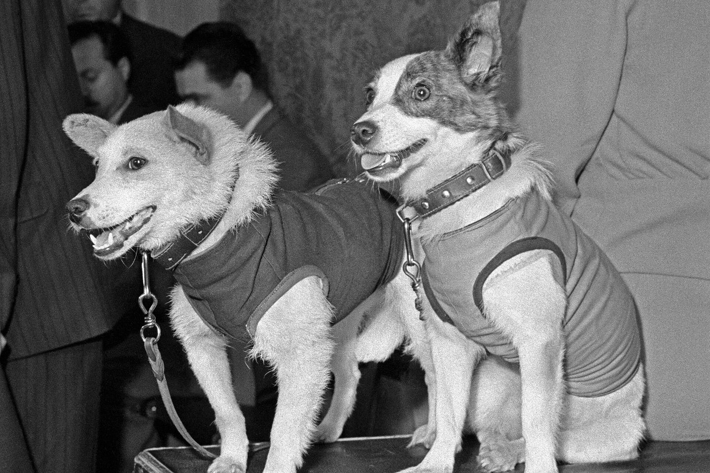 Belka and Strelka, the Soviet space dogs who orbited Earth and returned safely in 1960