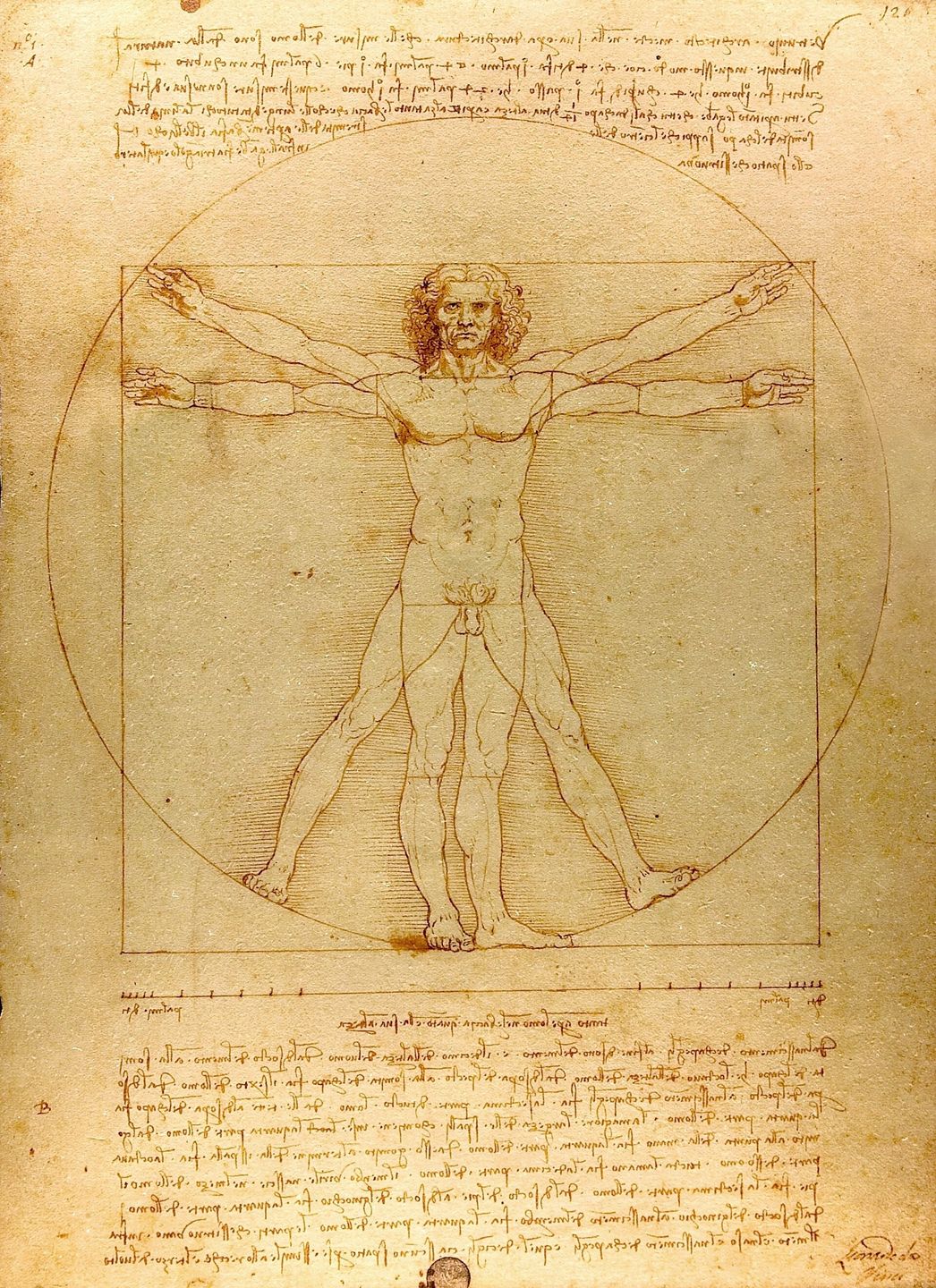 the vitruvian man by leonardo da vinci, showing ideal human proportions inscribed in a circle and square