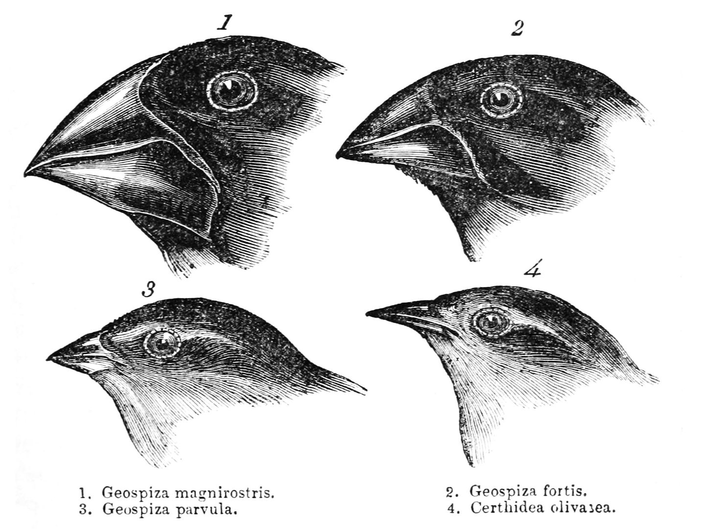 Darwin's finches illustrated by John Gould, showing beak variation across species