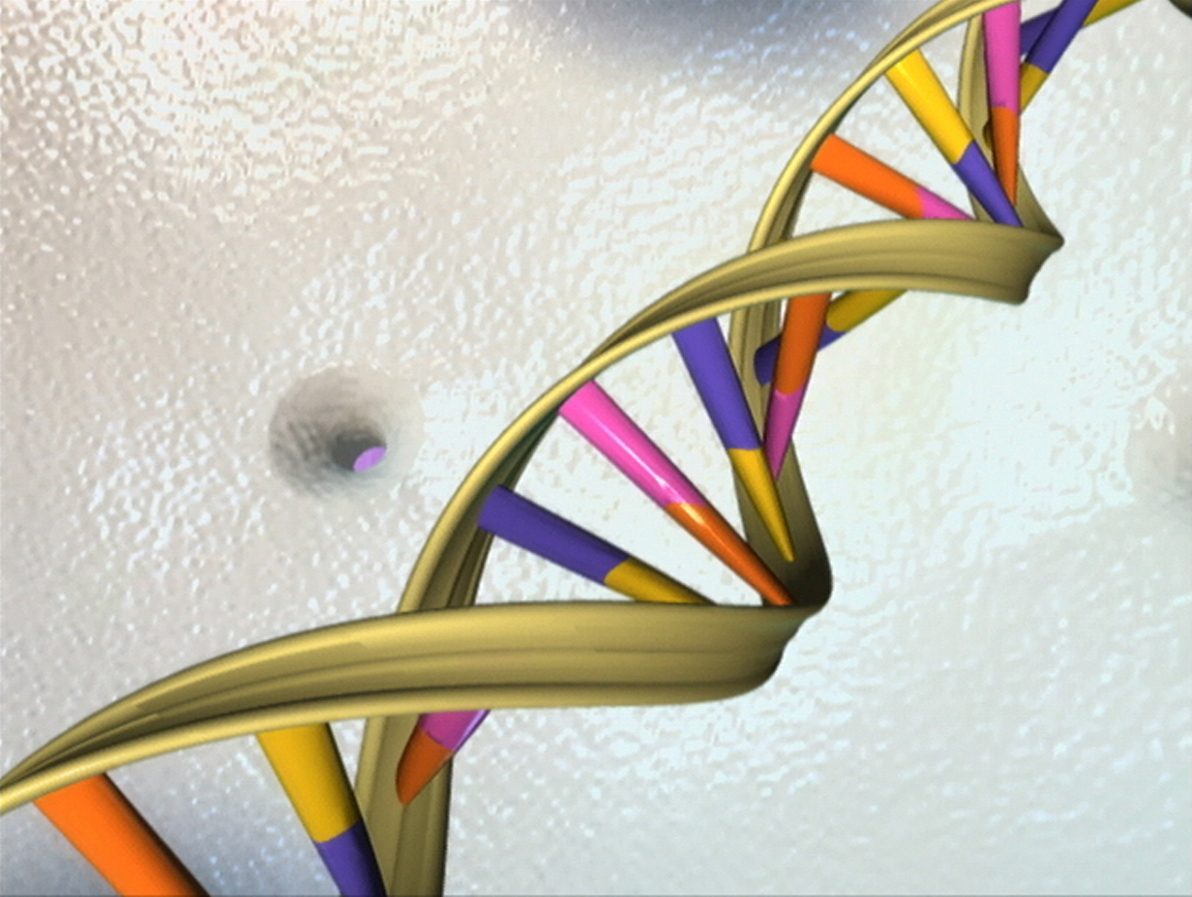 The DNA double helix