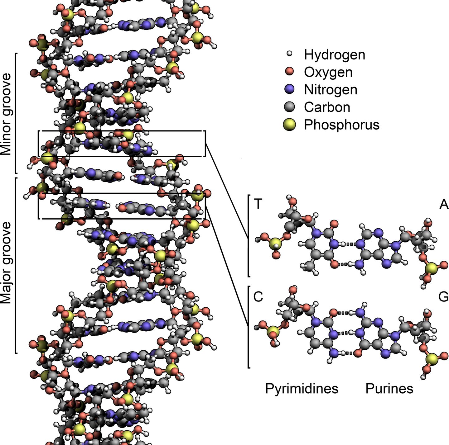 diagram of the dna double helix structure with labeled components including nucleotide bases