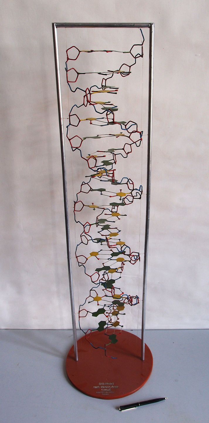 Model of the DNA double helix showing the two complementary strands and base pairs according to the Watson-Crick model