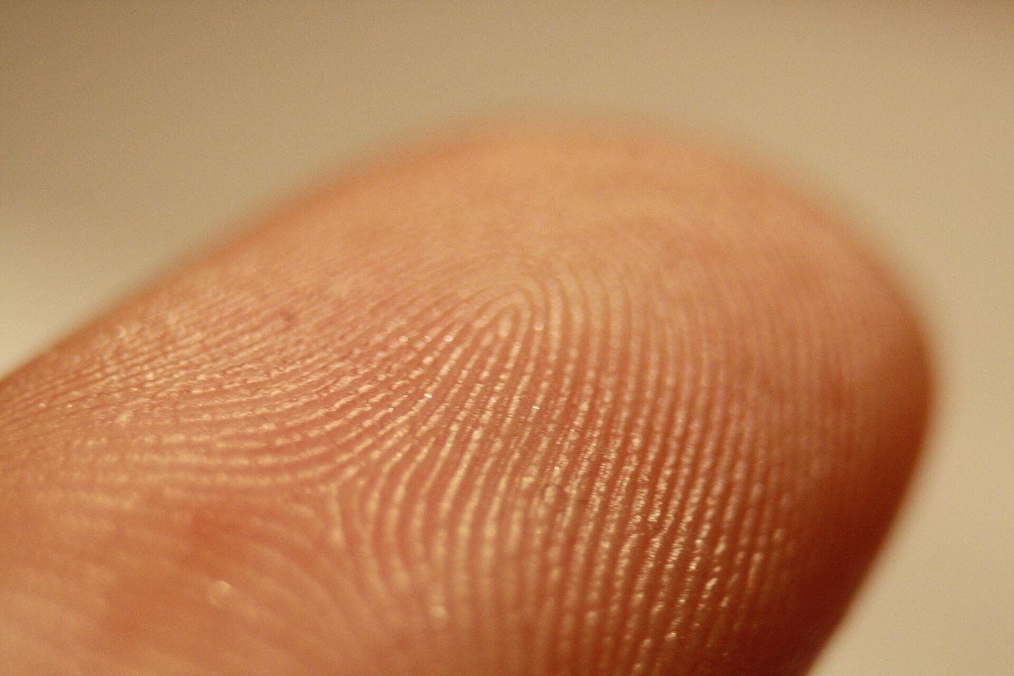 close-up photograph showing the ridges and patterns of a human fingerprint