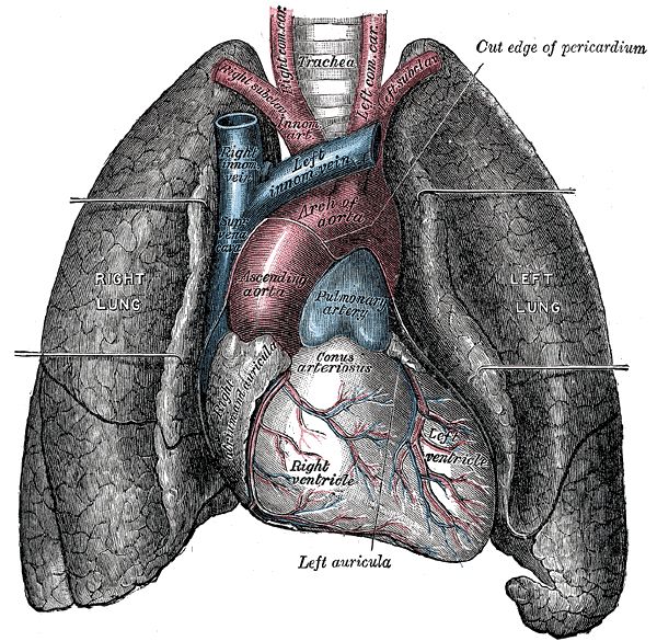 Anatomical illustration of the human heart