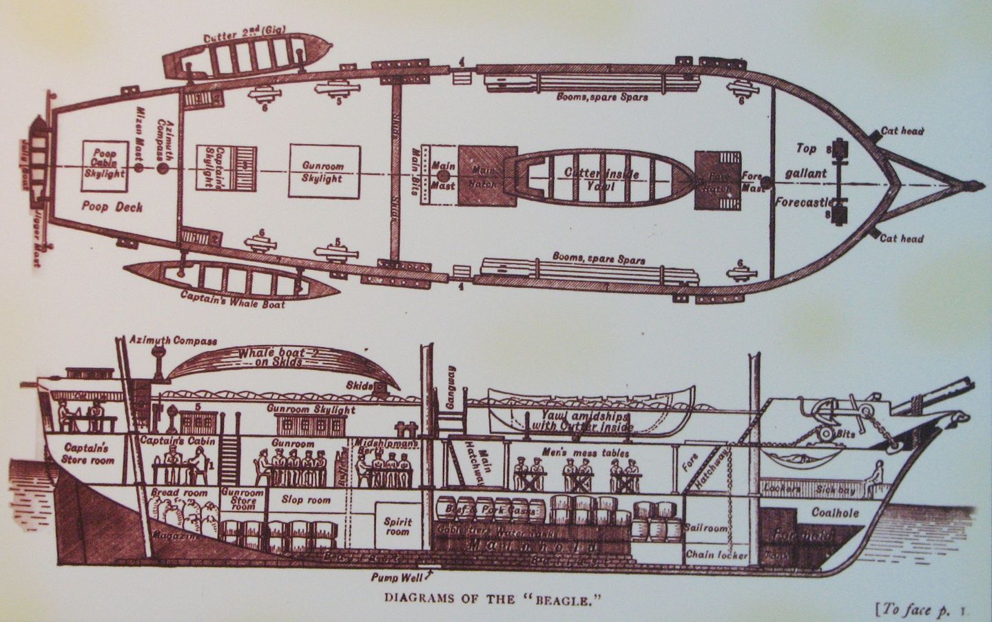 Deck plan and longitudinal section diagrams of HMS Beagle, the ship that carried Darwin on his five-year survey voyage