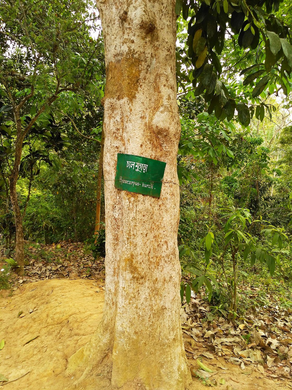 The chaulmoogra plant