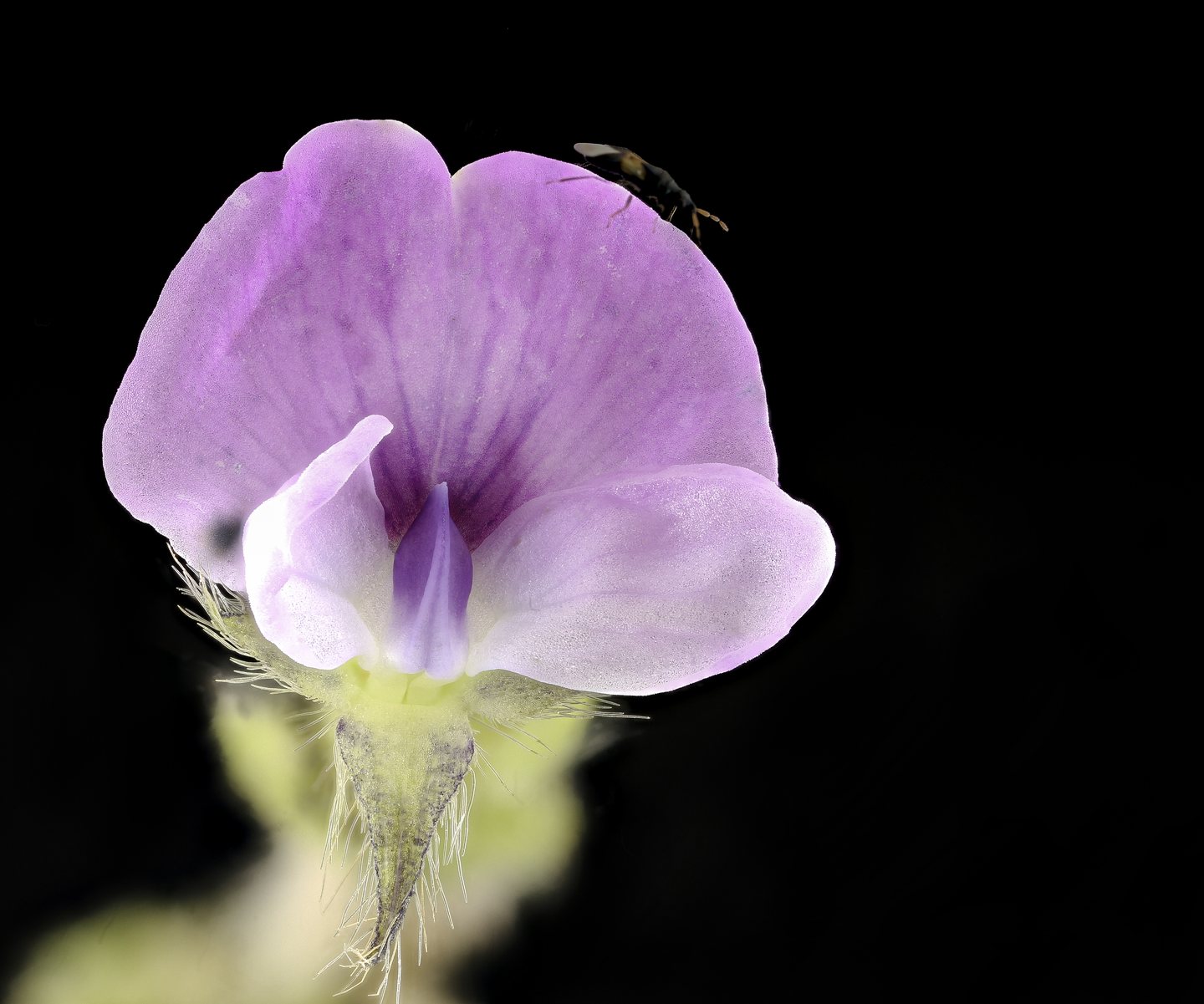 A soybean flower, magnified