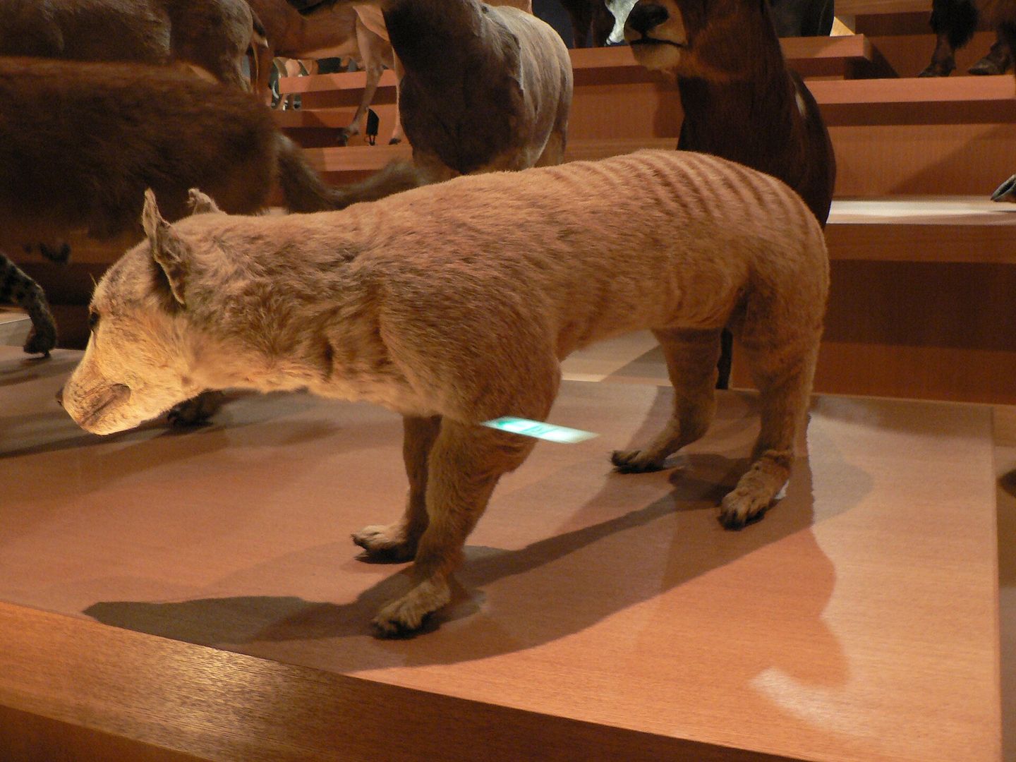 A thylacine at Beaumaris Zoo in Hobart, 1936