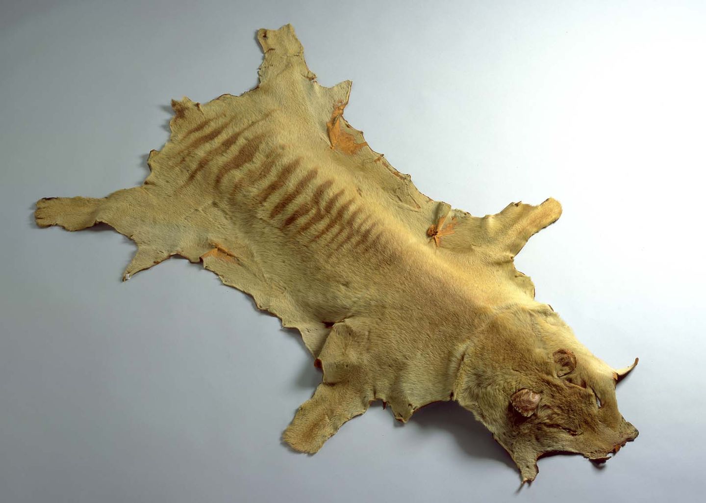a preserved thylacine pelt in a museum collection