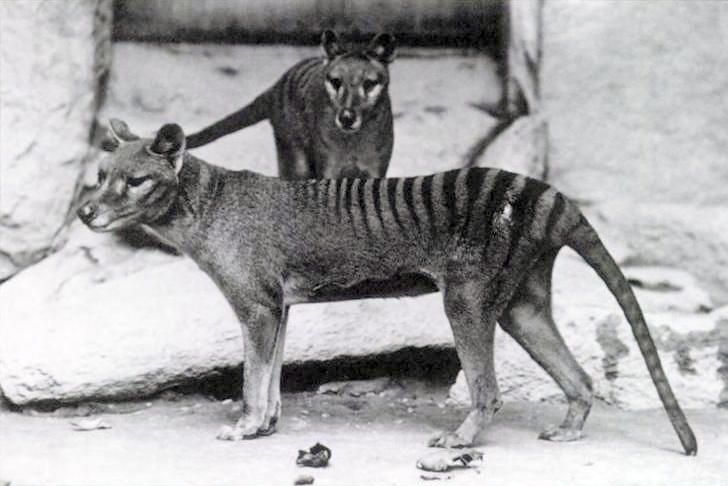 a thylacine, photographed in captivity before the species went extinct