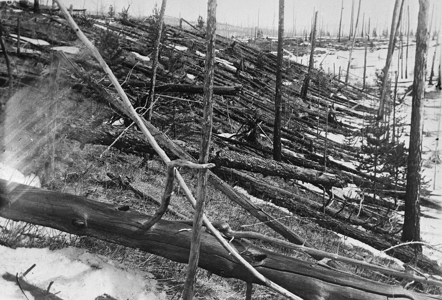 Fallen trees in the Tunguska region of Siberia, photographed during the first scientific expedition to the site in 1927, showing the destruction caused by the 1908 airburst event